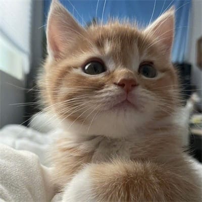 Dingdong Dantes avatar